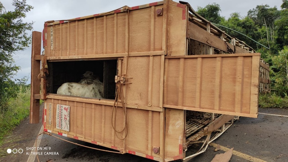 Motorista ficou ferido e sete bois morreram nessa sexta-feira (15) após um acidente na MT-170, região de Brasnorte a Campo Novo do Parecis — Foto: Arquivo Pessoal