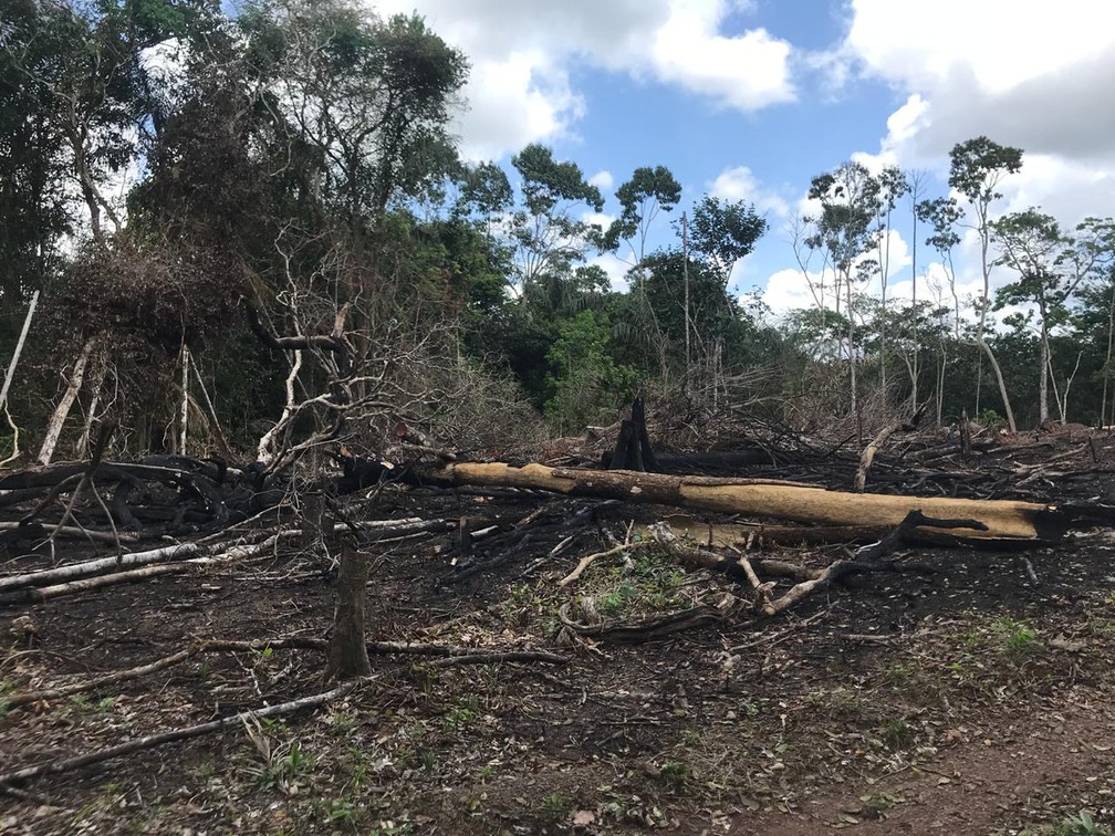 Desmatamento na comuidade Ariri, em Macapá â€” Foto: Dema/Divulgação