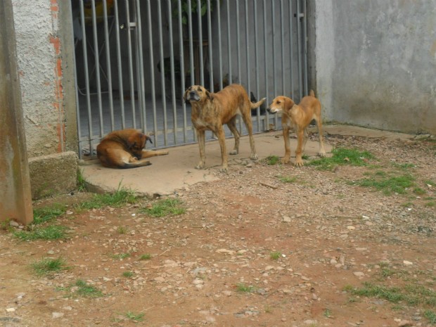 cachorros (Foto: Luiz dos Anjos Rego)