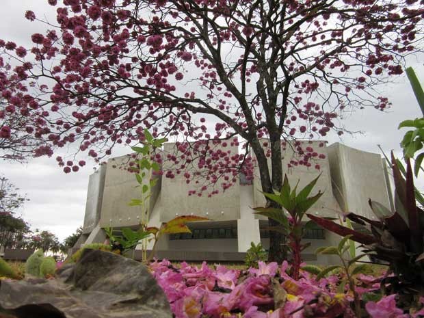 Árvore de ipê florida em frente ao Planetário de Brasília (Foto: Gabriela Berrogain/G1)