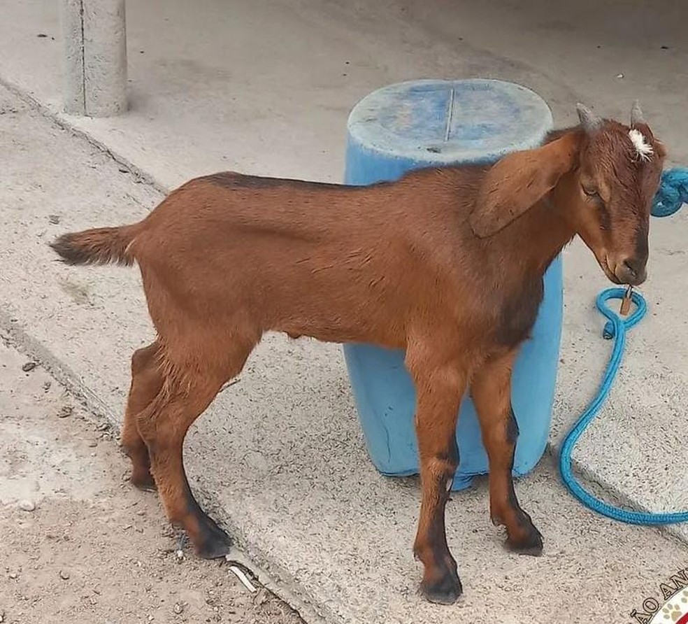 Bode estava com a boca costurada e havia um cadeado preso na linha — Foto: Reprodução