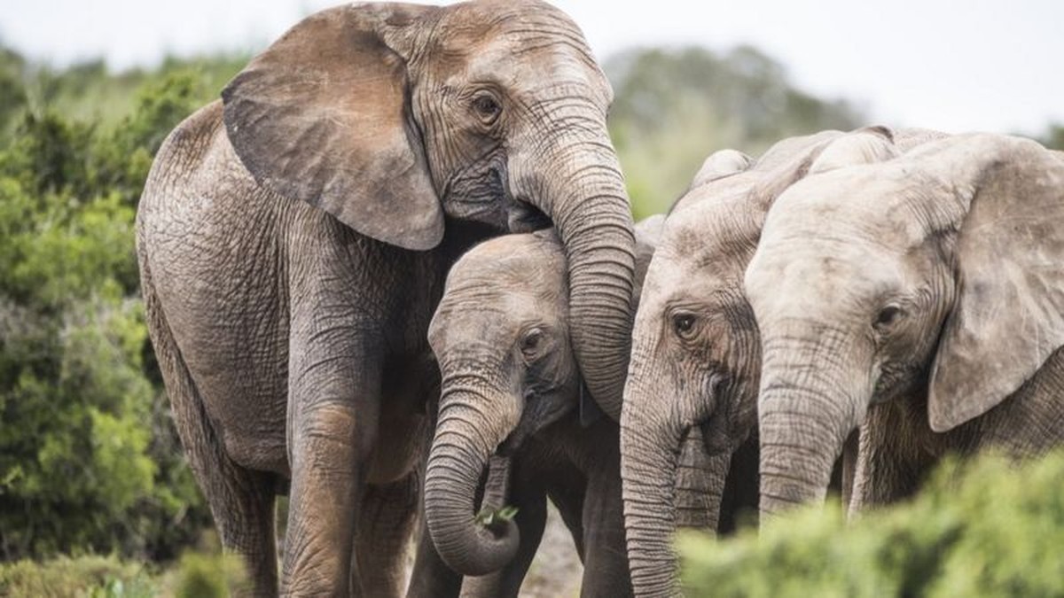 Por que elefantes africanos estão nascendo sem presas