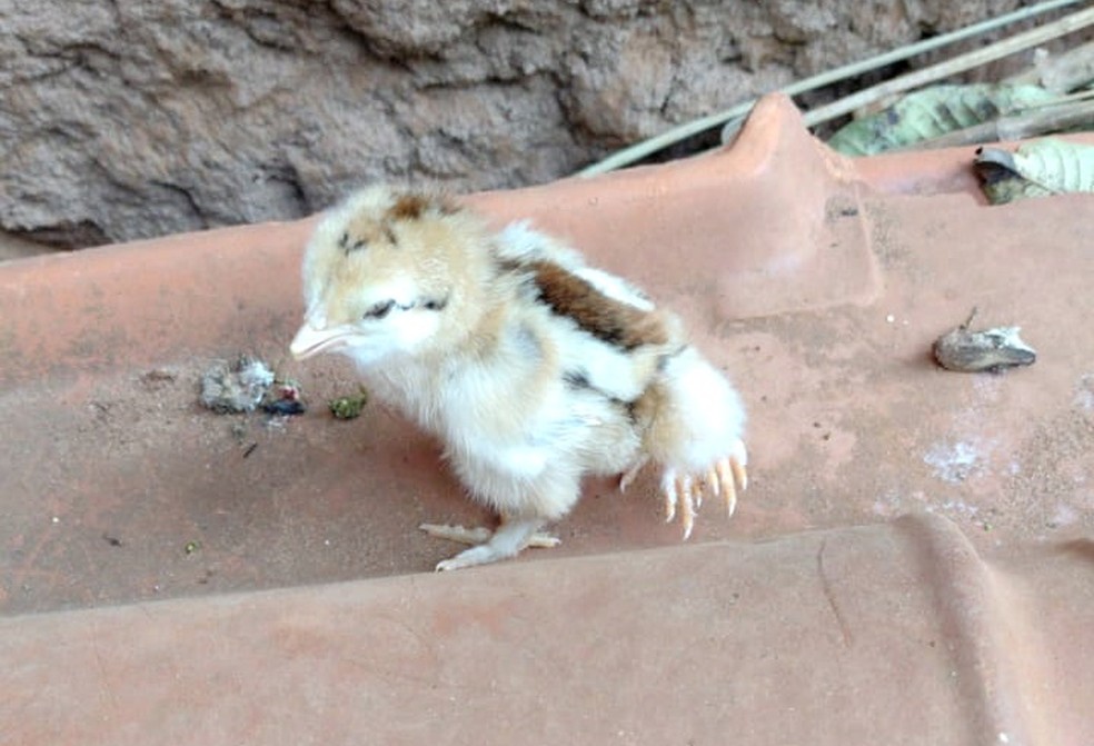 Pintinho nasce com quatro patas e chama atenção em Angatuba — Foto: Arquivo Pessoal