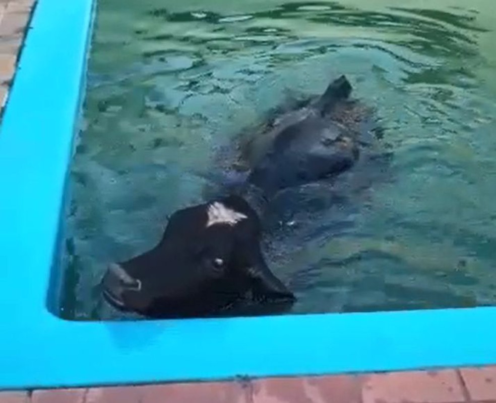 Boi surpreendeu os moradores de chácara em Salto Grande ao cair na piscina  — Foto: Ana Gozzo/ Arquivo pessoal 