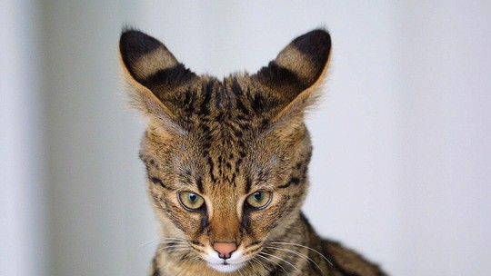 Gato savannah: fatos curiosos sobre a origem do felino quase selvagem