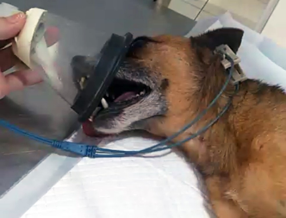 Cachorro chegou a ser socorrido, mas não resistiu — Foto: Australia Vet/Reprodução/Cedida