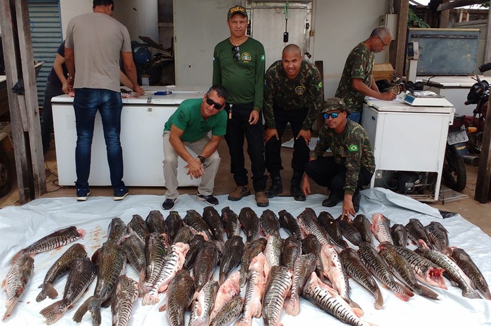Peixes foram apreendidos e doados para instituições de caridade (Foto: Sema-MT/Divulgação)
