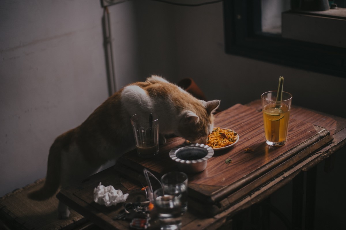 Alguns alimentos típicos das festas de final de ano podem causar intoxicação alimentar nos pets  (Foto: Pexels/ Ovelha ./ CreativeCommons)