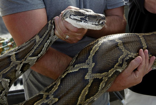 Serpente birmanesa é ameaça ao ecossistema na Flórida, diz agência estadual (Foto: Joe Skipper/Reuters)