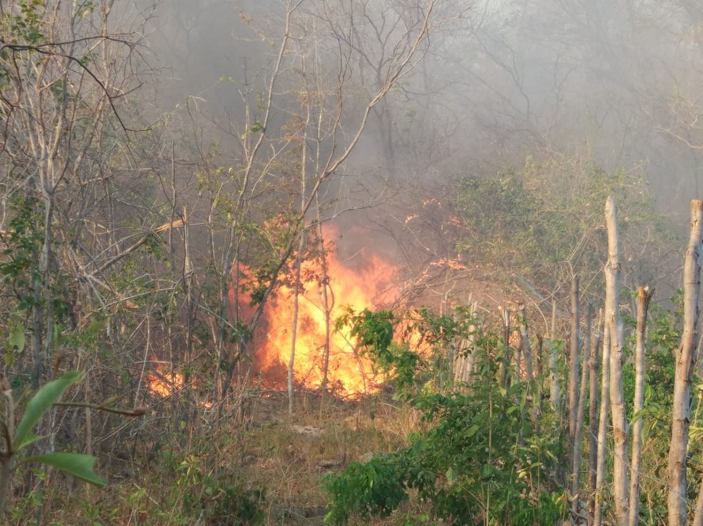 Árvores centenárias foram queimadas durante o incêndio no Norte do Piauí — Foto: Kairo Amaral/TV Clube