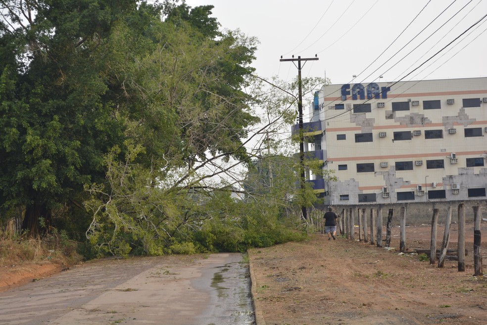 Árvore caiu perto de faculdade em Ariquemes (Foto: Diêgo Holanda/G1)