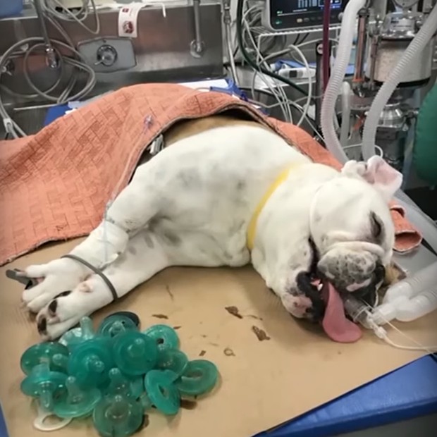 Cachorro passa mal após engolir quase 20 chupetas (Foto: Reprodução/Youtube)