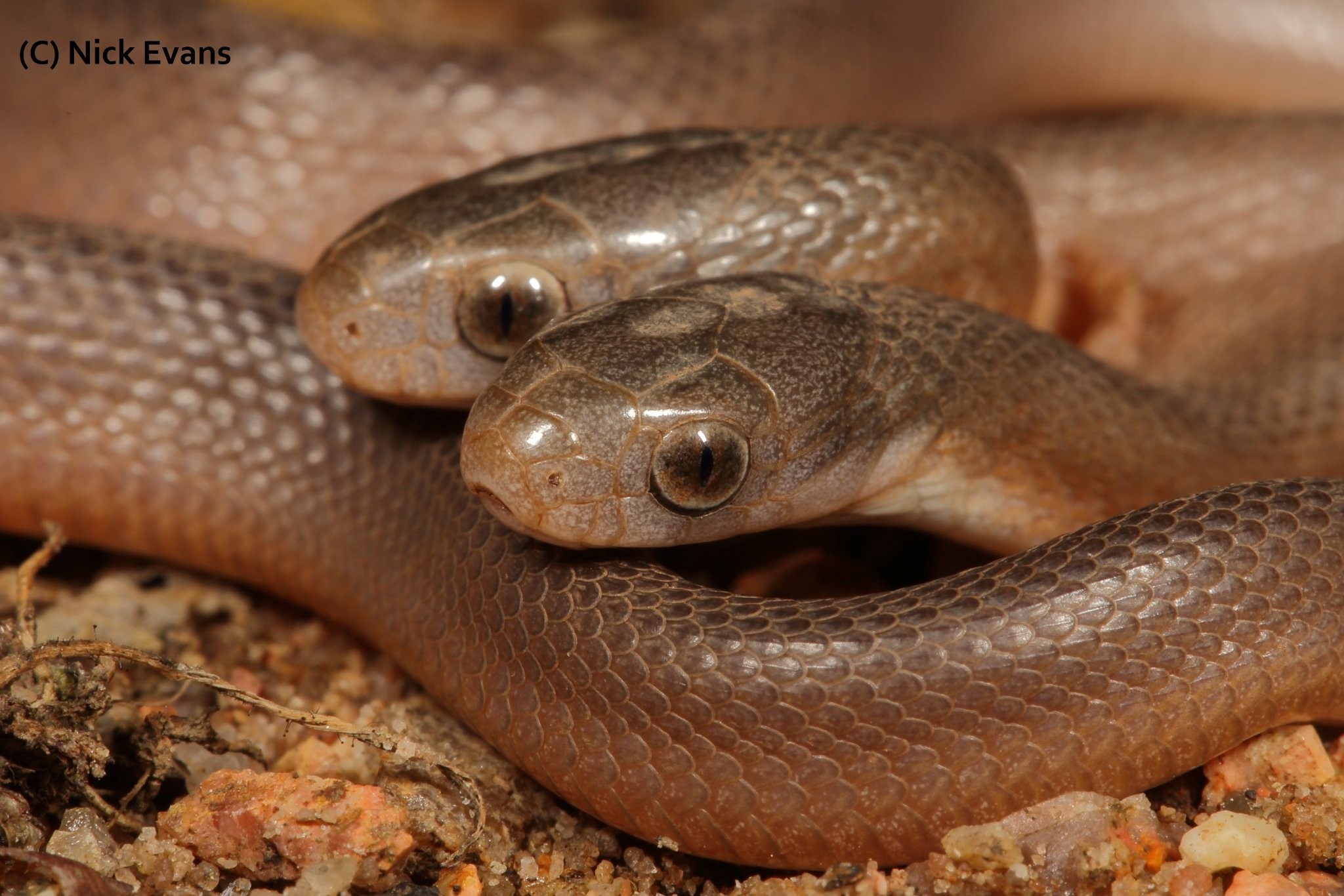 Existe uma serpente no mundo que cresce 0,5 cm por segundo, a cada 200  segundos