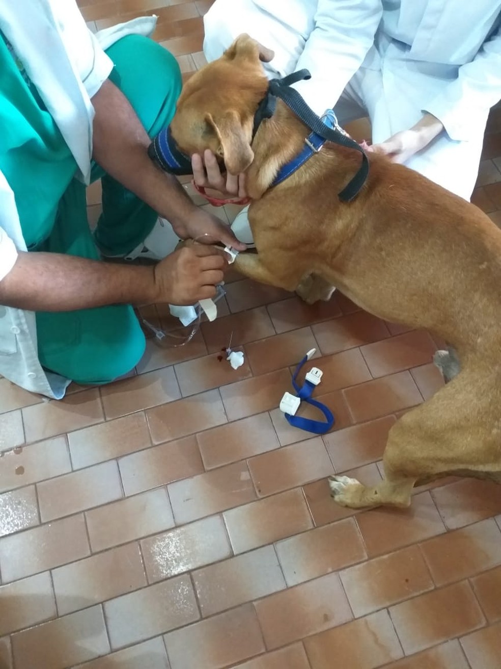 Cachorro foi resgatado por ONG apÃ³s ter Ã³rgÃ£o genital mutilado no dia 11 de dezembro, em Bonito de Santa FÃ©, no SertÃ£o da PB â Foto: DivulgaÃ§Ã£o/ONG MissÃ£o Patinhas Felizes