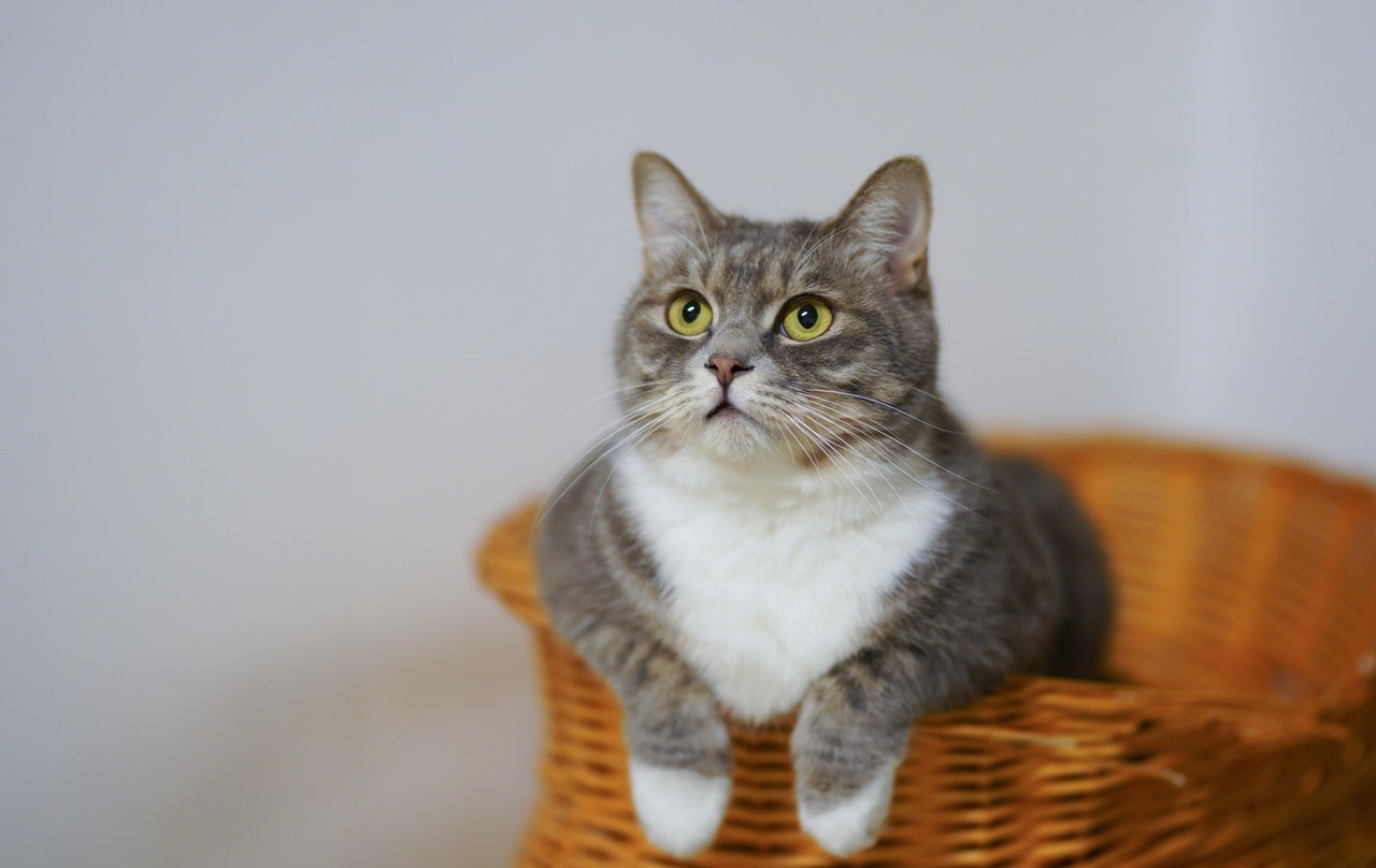 Tosse intensa, frequente ou acompanhada de falta de ar não é normal e requer cuidados (Foto: Pexels/ Cats Coming/ CreativeCommons)