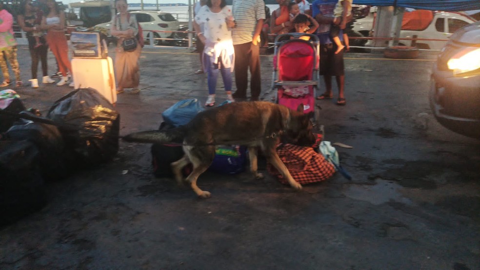 Cão farejador em operação no Porto Cai N'água — Foto: Batalhão de Polícia de Choque/Divulgação