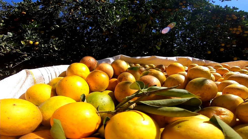 Sucos de laranjas foram os produtos mais exportados — Foto: TV TEM/Reprodução