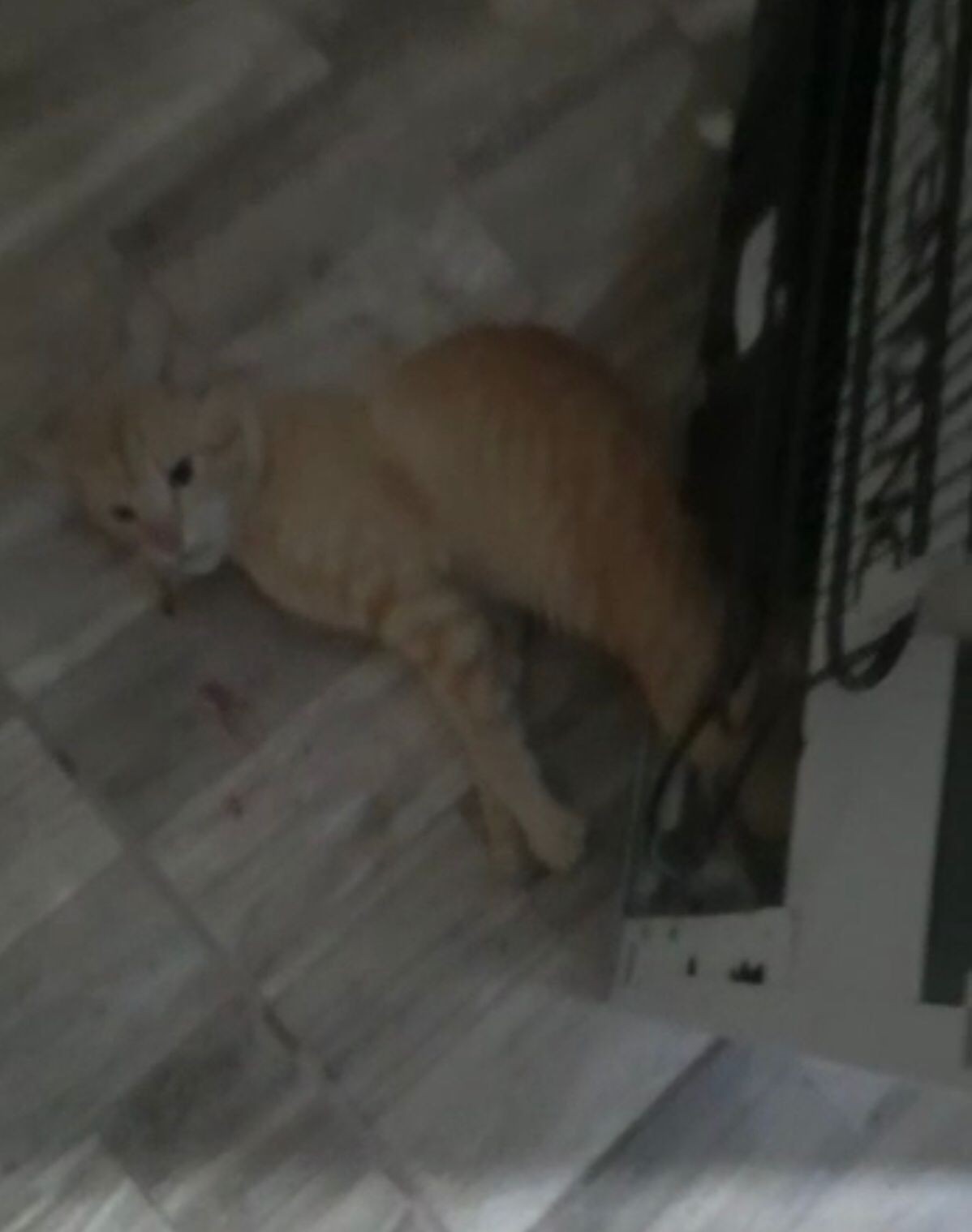Mulher é presa suspeita de matar gato que entrou na casa dela e gravar vídeo para mostrar à mãe em MT