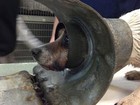 Cadela é encontrada com a cabeça entalada em tubo metálico nos EUA