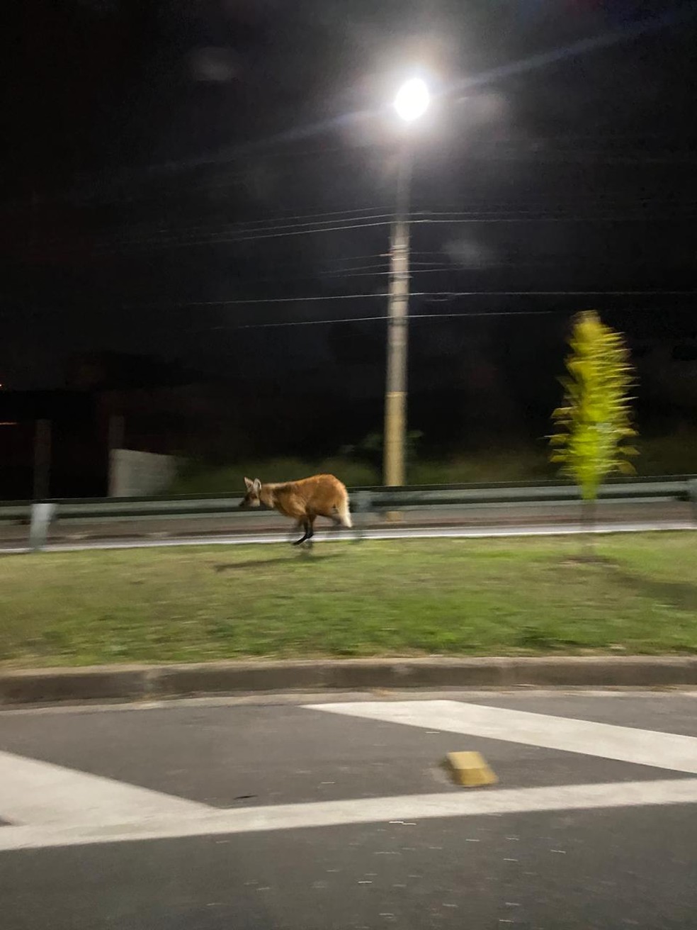 Lobo-guará é flagrado em avenida do Urbanova em São José dos Campos — Foto: Renato Pulice