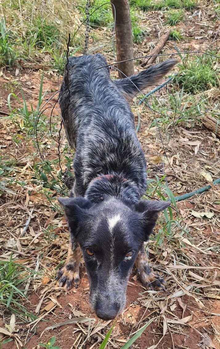 Polícia Ambiental resgata cachorra com larvas enroscada em arame e porco doente em sítio, em Rosana 