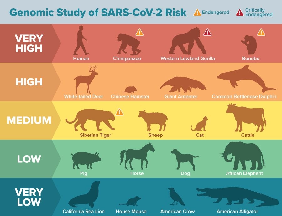 Pesquisa aponta risco da ACE2 permitir entrada do Sars-CoV-2 em diferentes animais – primatas provavelmente são os que correm mais perigo. (Faixa em vermelho: muito alto risco; em laranja, alto risco; em amarelo, médio risco; em verde, baixo risco; em azul, muito baixo risco) (Foto: Matt Verdolivo/UC Davis)