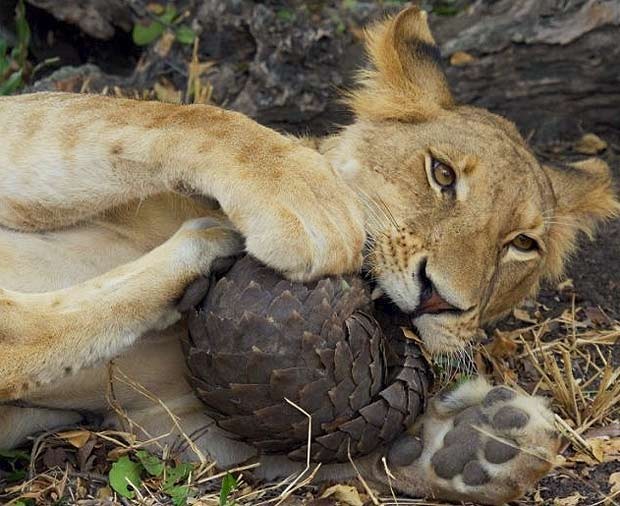 Em 2010, uma leoa foi flagrada em uma reserva na Tanzânia tentando devorar um pangolim, que escapou de virar comida ao se enrolar como se fosse uma bola. O grande felino tentou de todas as formas superar a defesa do pangolim, mas sem sucesso. (Foto: Mark Sheridan-Johnson/Barcroft Media/Getty Images)