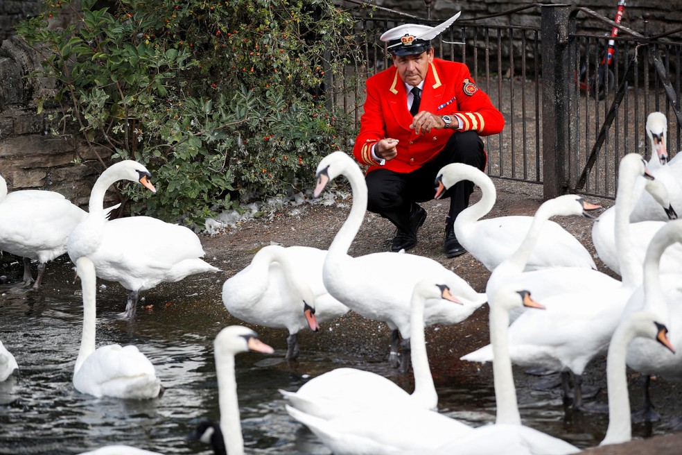 Cisnes no rio Tâmisa, após a morte da rainha Elizabeth II — Foto: Reuters