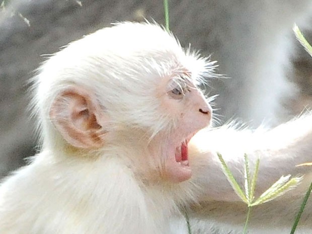 Raro macaco-prego albino é entregue ao Ibama no Pará