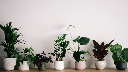 Plantas podem remover toxinas do ar em ambientes internos, diz estudo