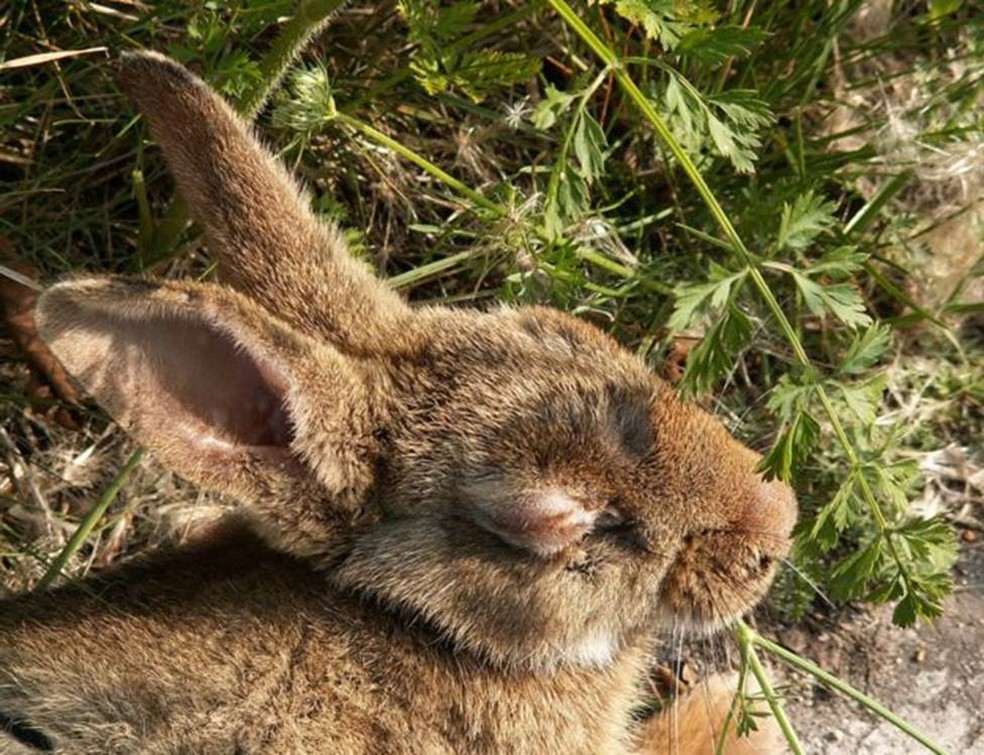 Coelho com mixomatose: doença provoca efeitos cruéis nos animais (Foto: Piet Spaans/Wikimedia Commons)