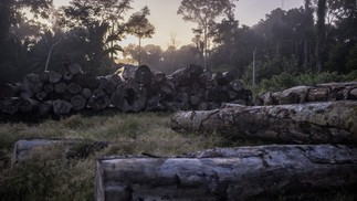 Retirada de madeira em operao no territrio Piripkura na regio amaznica — Foto: Victor Moriyama/The New York Times