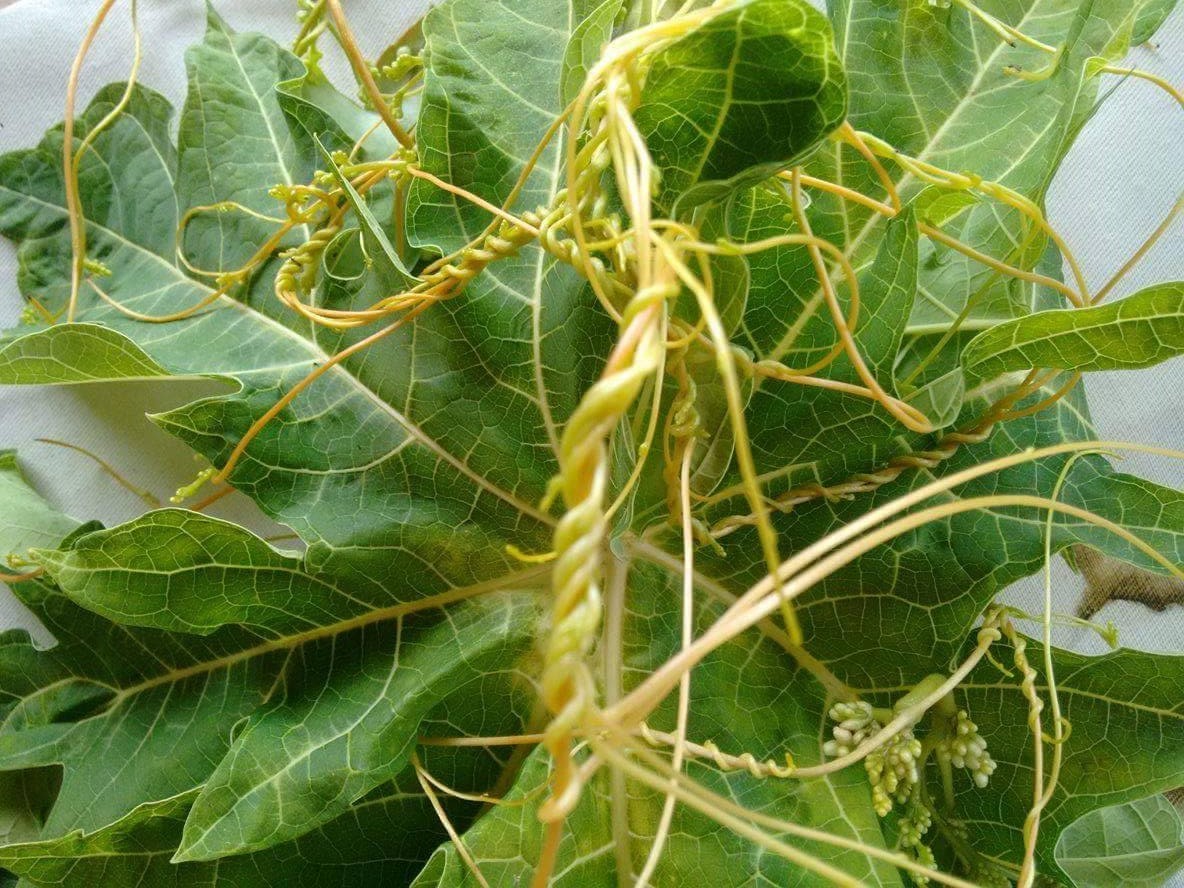 gr-responde-mamao-mamoeiro-cuscuta-parasita (Foto: Mônica Mamão/Arquivo Pessoal)