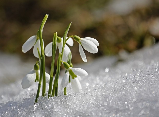 A snowdrop ou galanthus é uma planta que gosta de ambientes gelados e floresce no fim do inverno (Foto: Pixabay / Sunflair / CreativeCommons)