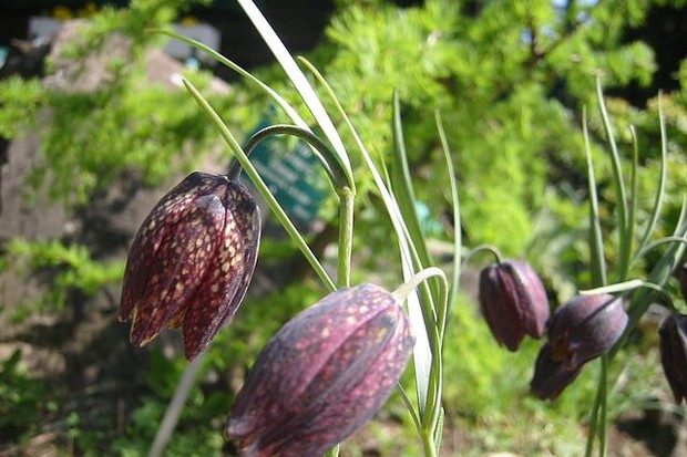 Fritillaria Montana (Foto: wikicommons)