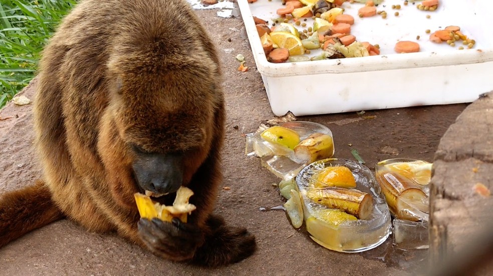 Sorvete, frutas e piscina: veja como animais em zoológicos da região fazem para se refrescar — Foto: Divulgação/Associação Mata Ciliar