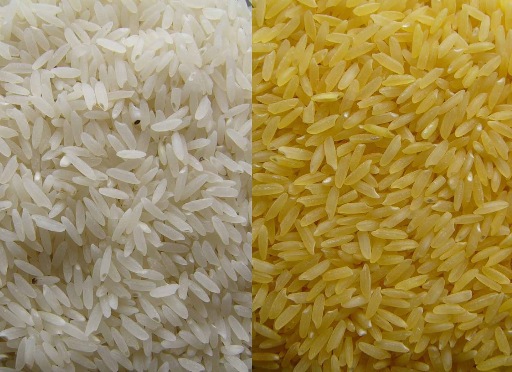 à direita, o arroz dourado geneticamente modificado; à esquerda, o arroz normal para comparação  (Foto: Golden Rice Project)