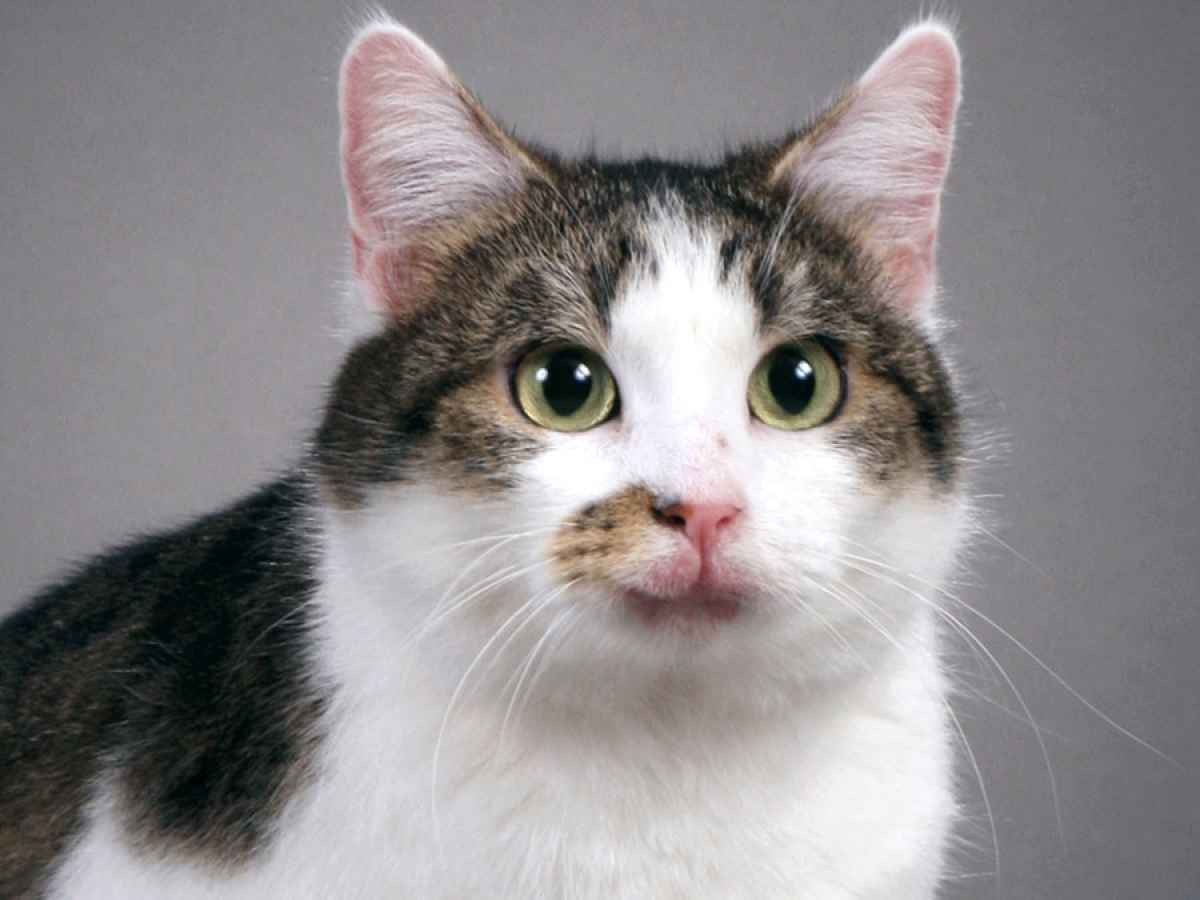 O primeiro gato clonado da história da ciência foi também o primeiro animal de estimação (Foto: Reprodução)