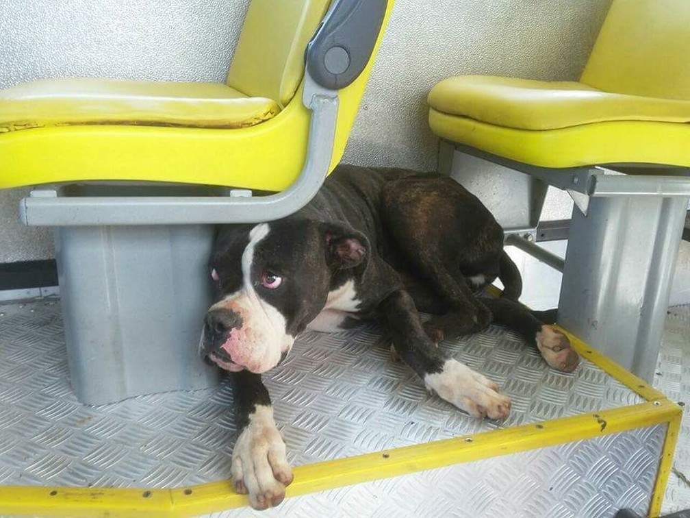 Cachorra que fugiu de casa apenas deitou embaixo de um dos assentos do ônibus, em Marília, e se recusou a sair (Foto: Corpo de Bombeiros/Divulgação)