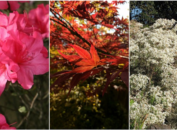 Dicas para cuidar das flores no inverno e espécies da estação