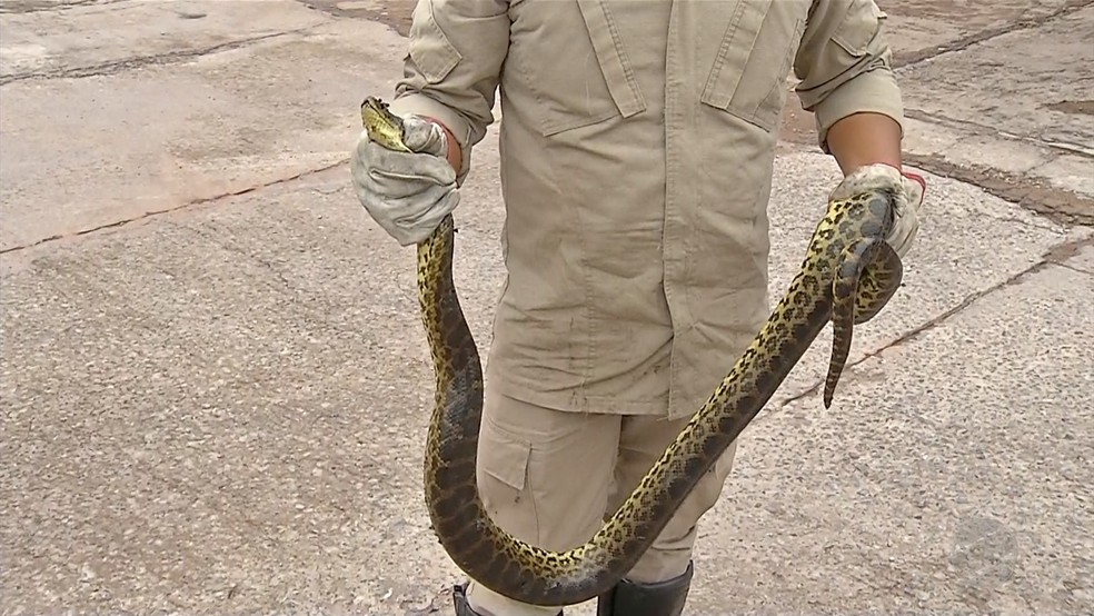 Militares orientam que as pessoas liguem para o 193 em caso de aparecimento de cobras (Foto: Reprodução/TV Morena)