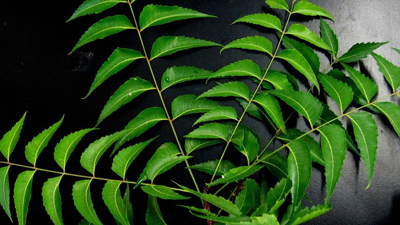 nim-indiano-erva-planta (Foto: Pixabay/Creative Commons)