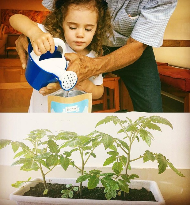 Maria regando seu "primeiro pé de tomate", e como ele ficou dois meses após ir para o vaso (Foto: Reprodução Instagram / U-Grow)