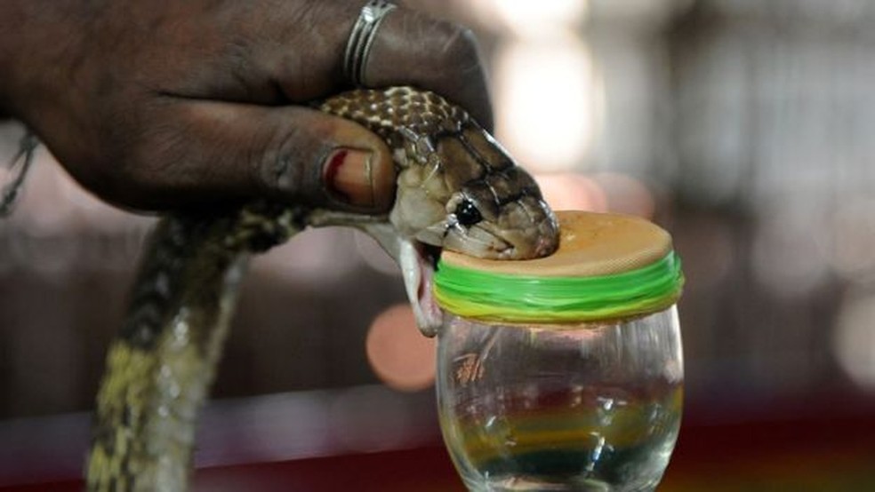 Sesap orienta para cuidados com animais peçonhentos — Foto: Swaminathan Natarajan/BBC