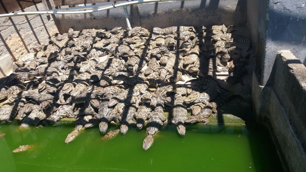 Jacar&eacute;s abandonados em criadouro desativado em Barra Mansa (Foto: Rose Gomes/TV Rio Sul)