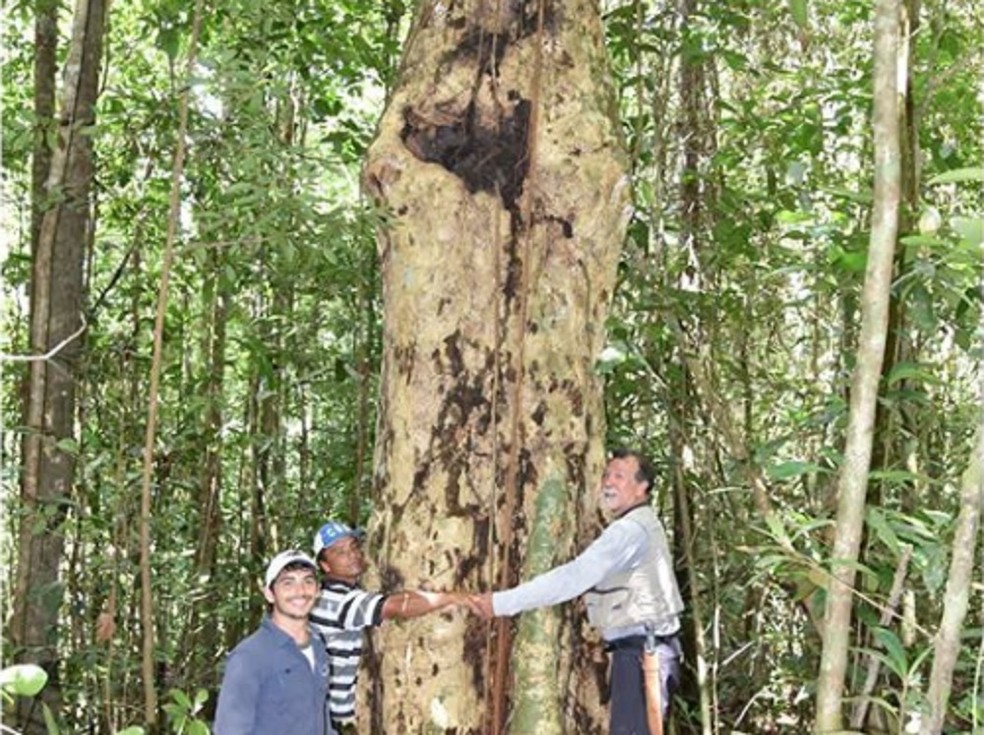 Ávore encontrada em Alagoas é antiga e está em área de difícil acesso — Foto: IMA/Divulgação