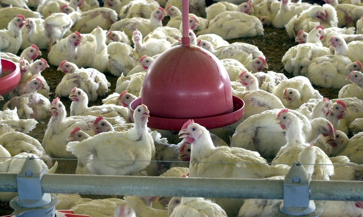 México detecta una cepa grave de gripe aviar en una granja cerca de la frontera con EE.UU. |  Mundo