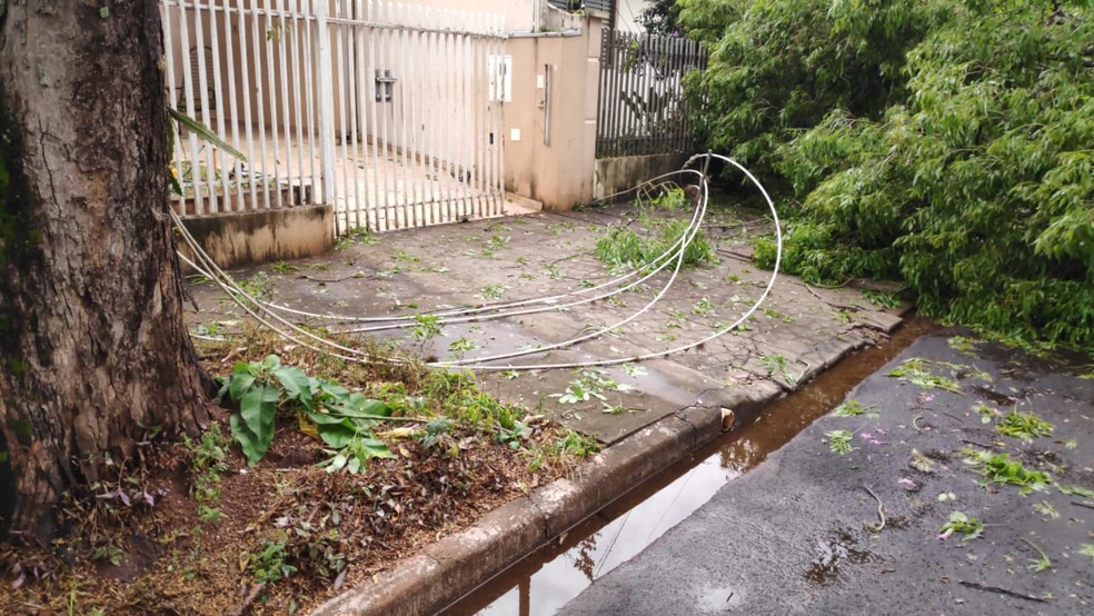 Árvore cai e a atinge rede de energia em Maringá, no norte do Paraná — Foto: Defesa Civil/Divulgação