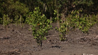 Mudas que compõe o manguezal começaram a ser plantadas na APA de Guapimirim em junho de 2021 — Foto: Divulgação/Instituto Mar Urbano