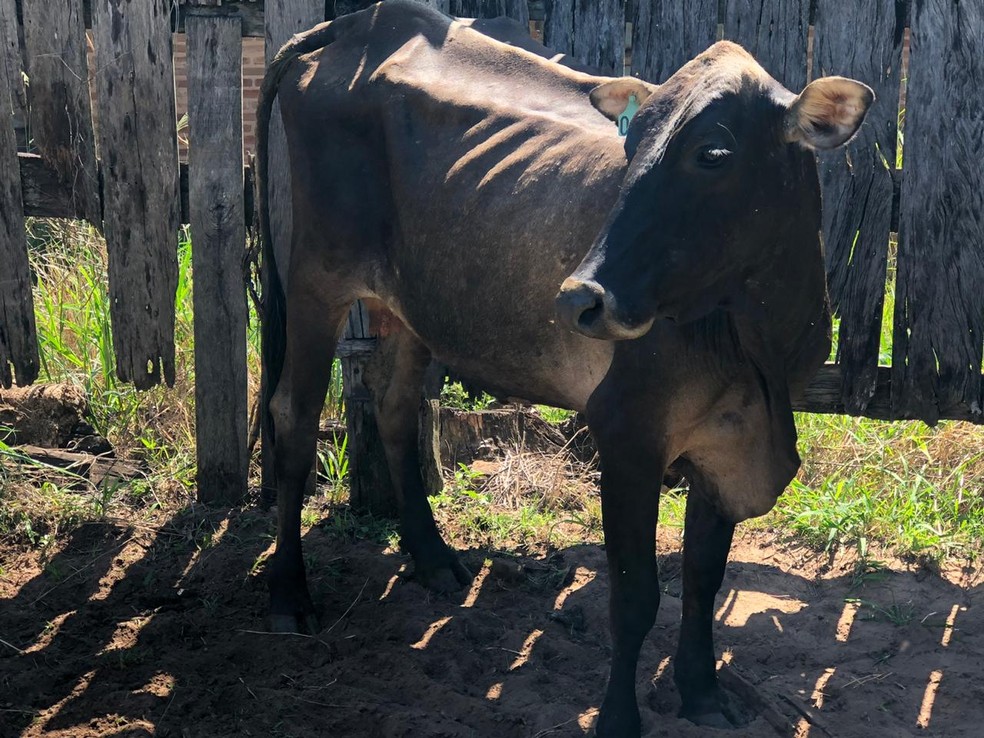 Todos os animais furtados foram devolvidos aos donos — Foto: Polícia Civil/Divulgação